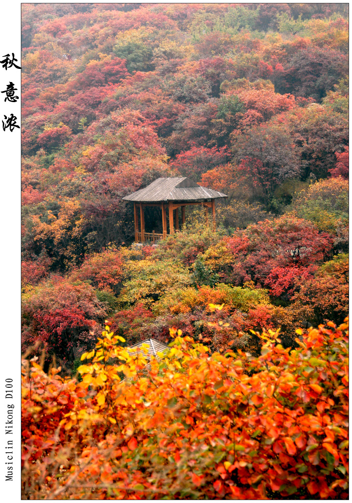 红叶谷