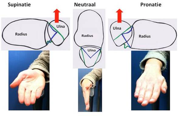 Rul's_by_pro-_and_supination.jpg