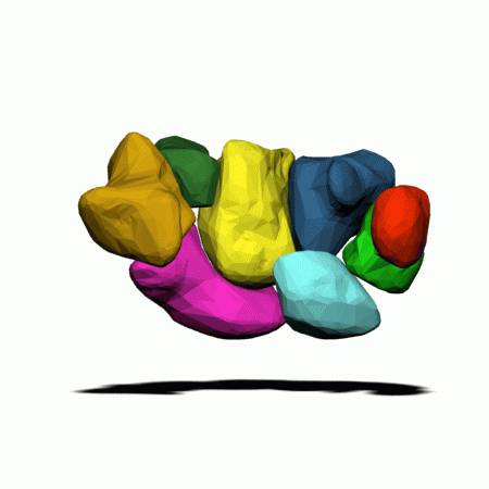 Carpus_(left_hand)_-_animation02a.gif