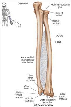 humeriu-raadius-ulna-interouseus-membrain.jpg