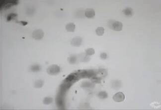 1b.gif
