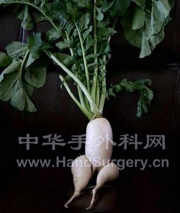 白萝卜2.jpg