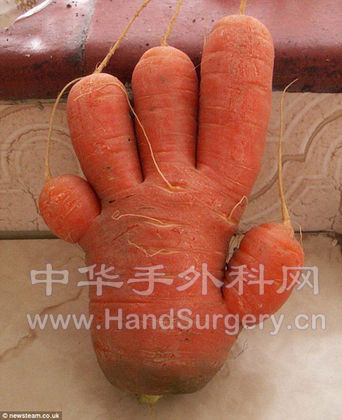 手型蔬菜.jpg