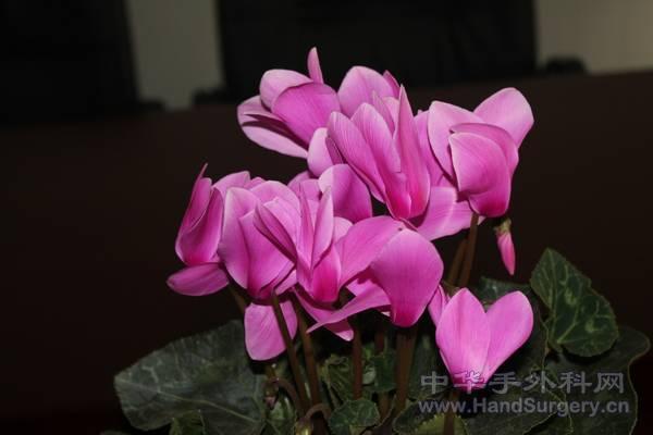 IMG_8699.JPG