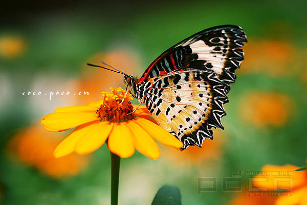 4dfe50018cf8af26728b65d0.jpg