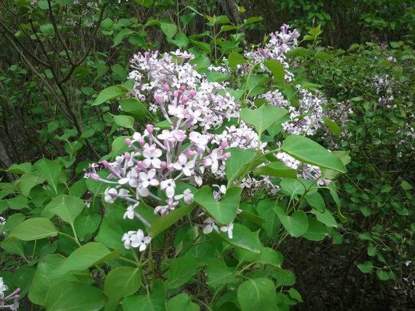 110520120036.jpg