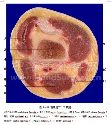 大腿下八分之一.jpg