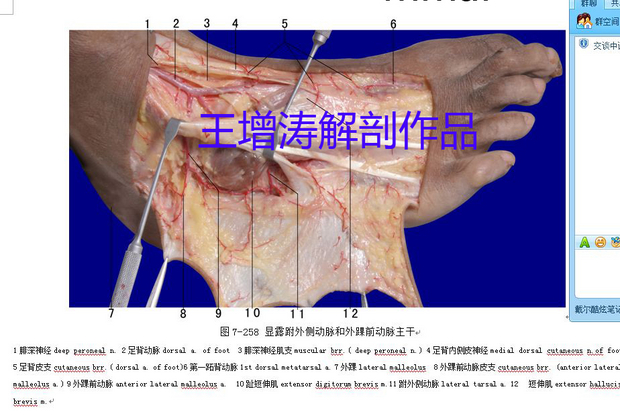 跗外侧显微解剖副本.jpg