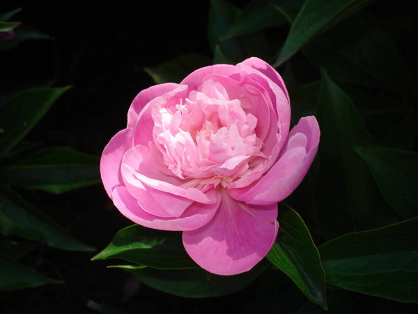 DSC05305.JPG