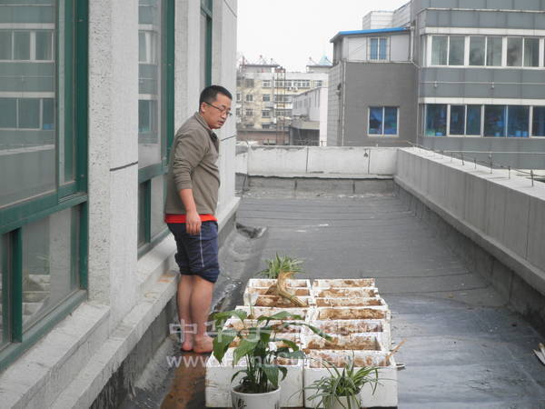 黄办自己在阳台开辟了农场