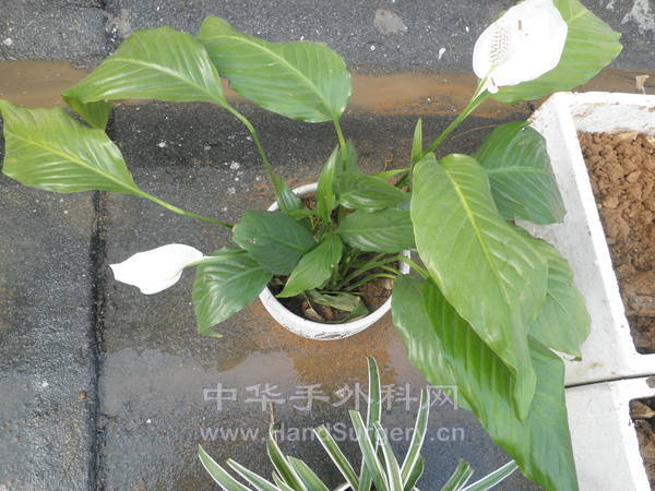 P4030005.JPG