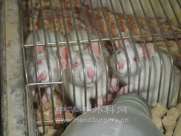 镜头感十足的老鼠