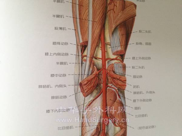 膝关节后解剖