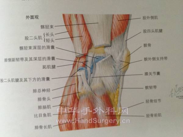 膝关节后解剖