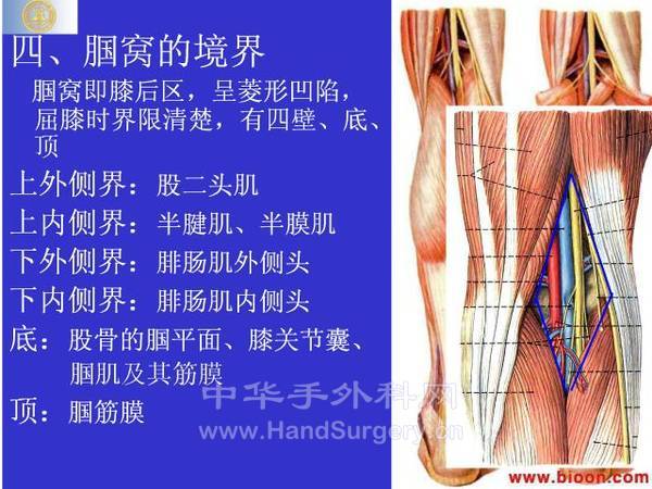 局部解剖