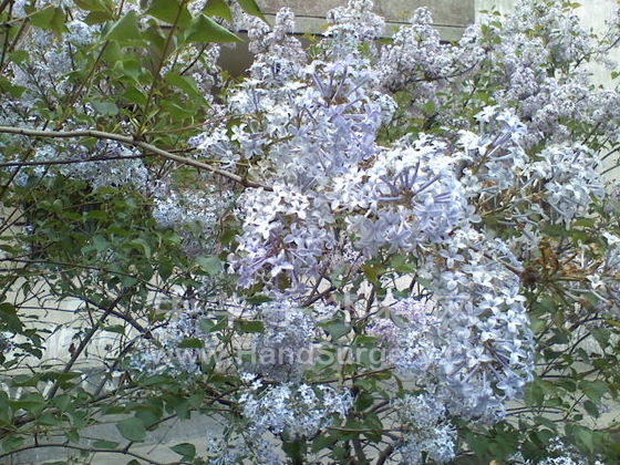 050808115515.jpg