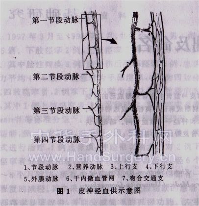 皮神经血供图.jpg