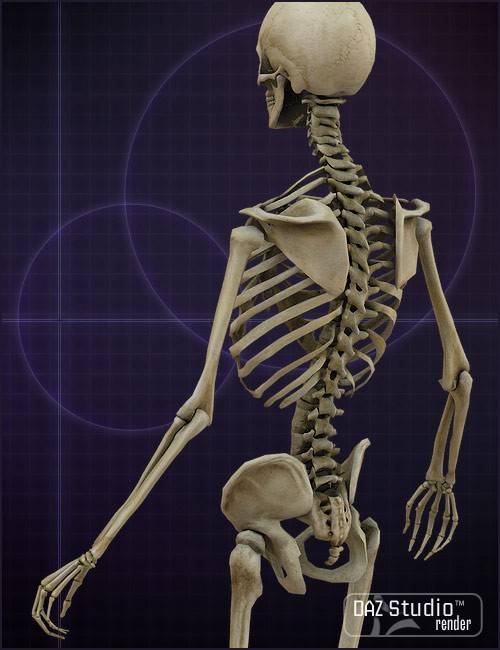 m4-skeleton-2.jpg