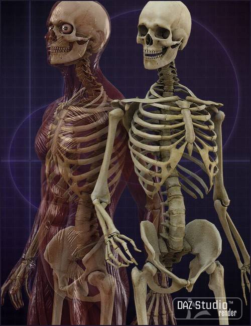 m4-skeleton-large.jpg