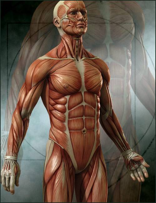 michael-4-muscle-maps-0.jpg