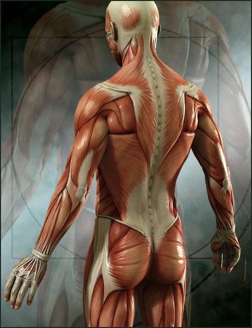 michael-4-muscle-maps-1.jpg