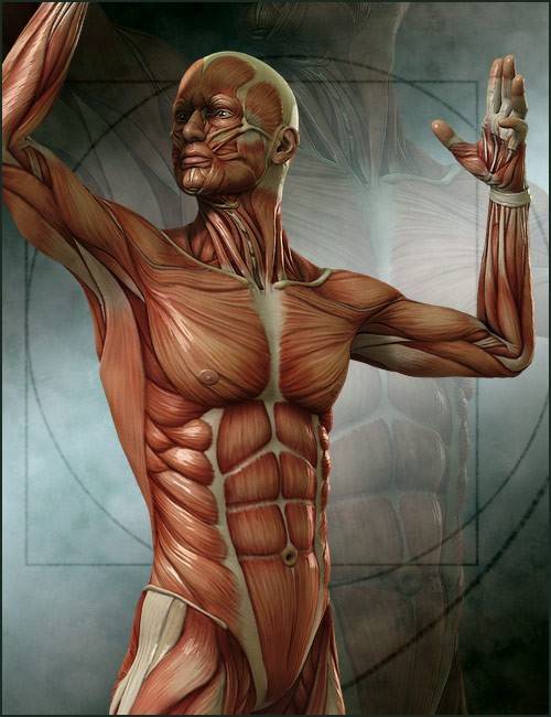 michael-4-muscle-maps-2.jpg