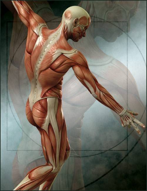 michael-4-muscle-maps-4.jpg