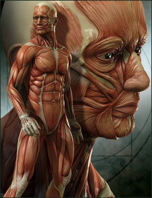 michael-4-muscle-maps-large.jpg