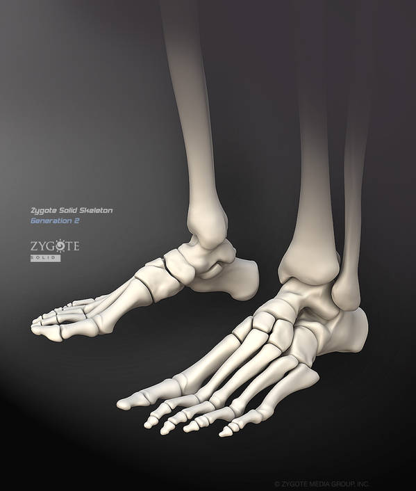 skeleton-foot-bones.jpg