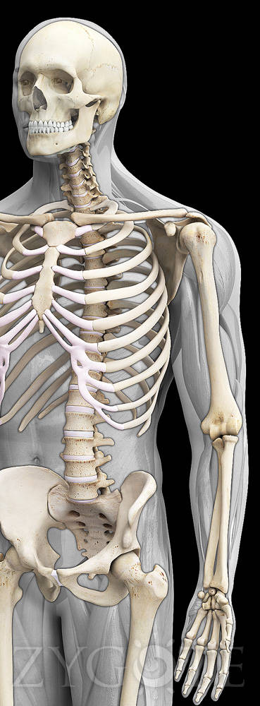Male-Skeleton-System-ref08.jpg